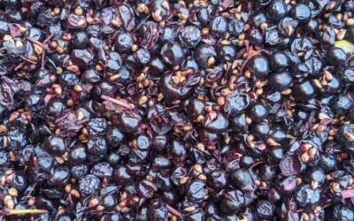 Vendanges 2023, découvrez le travail effectué par nos équipes en cave